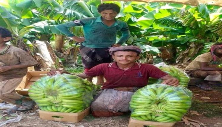 قرار حوثي بمنع التوسع في زراعة الموز وتصديره في "تهامة" 