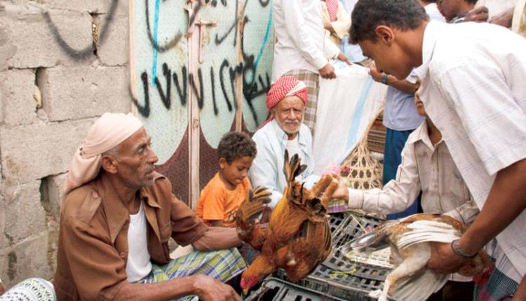 تنافس قياديَّين حوثيَّين يرفع أسعار الدجاج المستورد